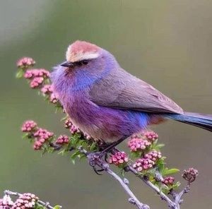 Meet your Posher, Deb